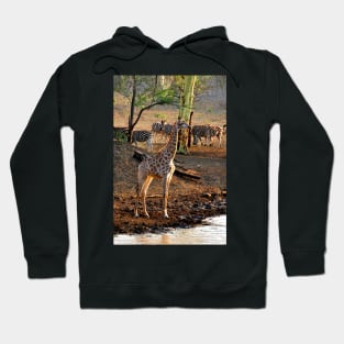 Giraffe Zulu Nyala Game Reserve South Africa Hoodie